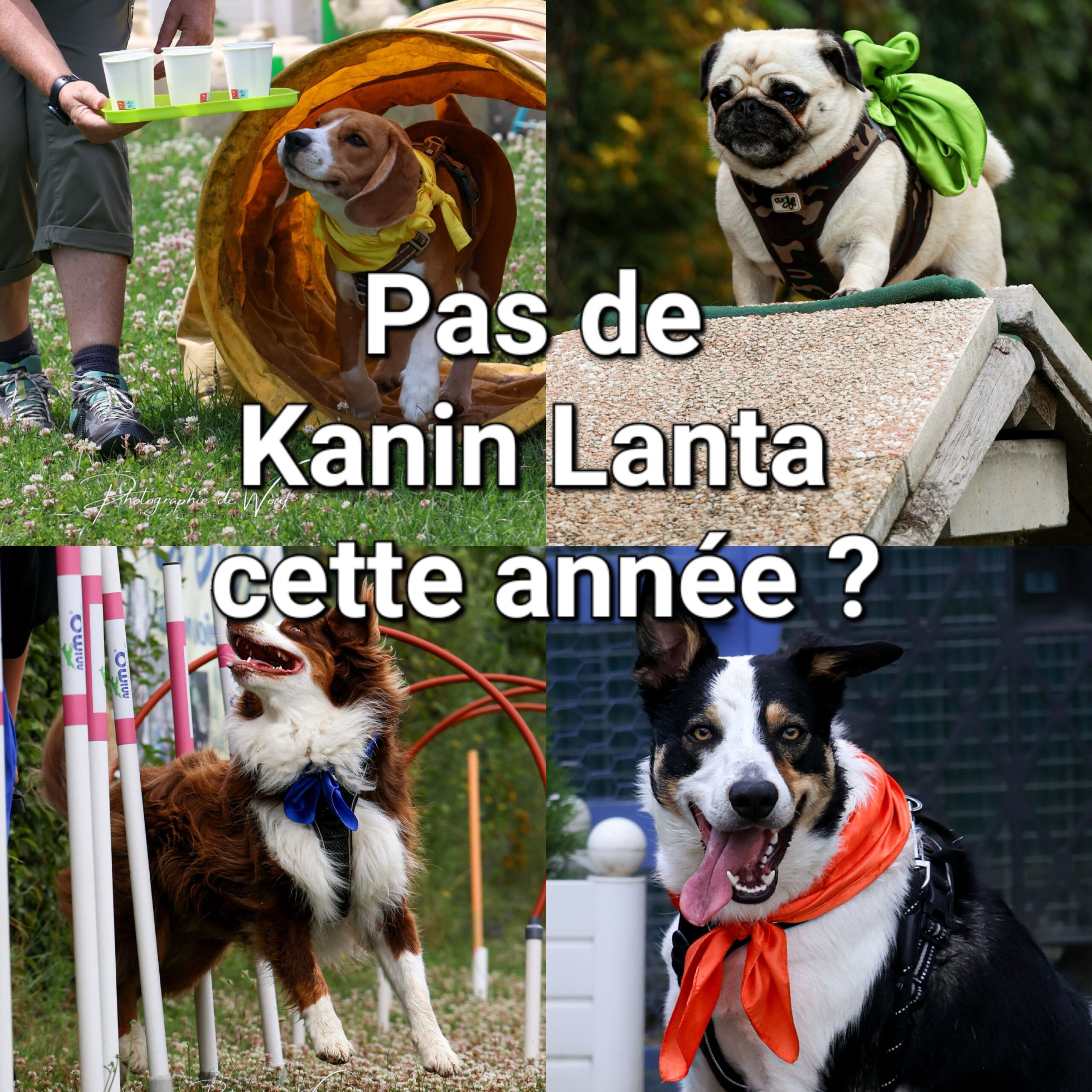 Pas de Kanin Lanta cette année ? ?