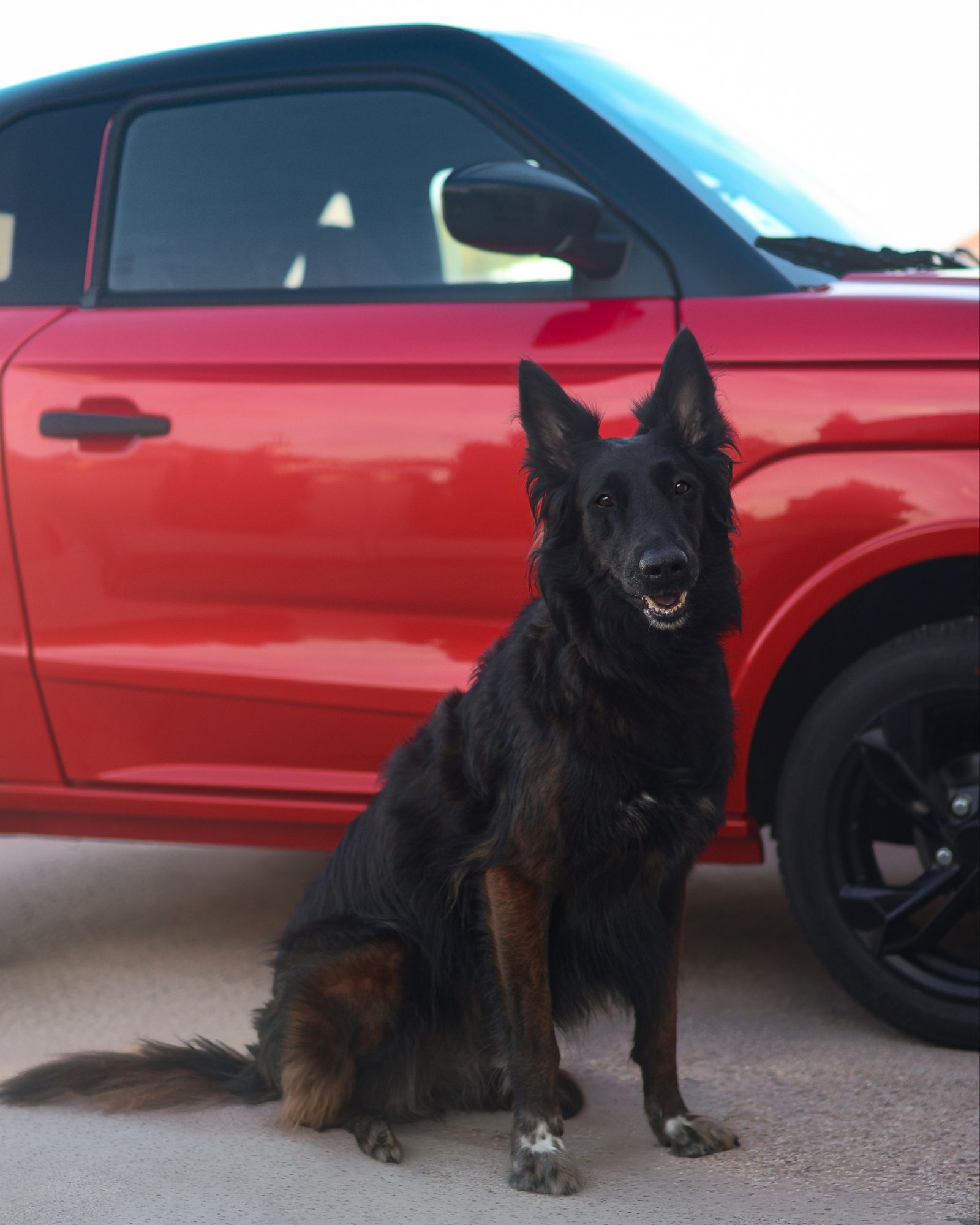 🚗 Conduire une voiture… ou conduire son chien ? 🐕
